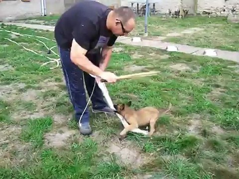 mordant chiot Baron X Elyne 8 semaines 2