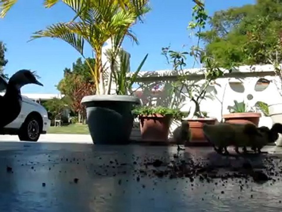 Ducks