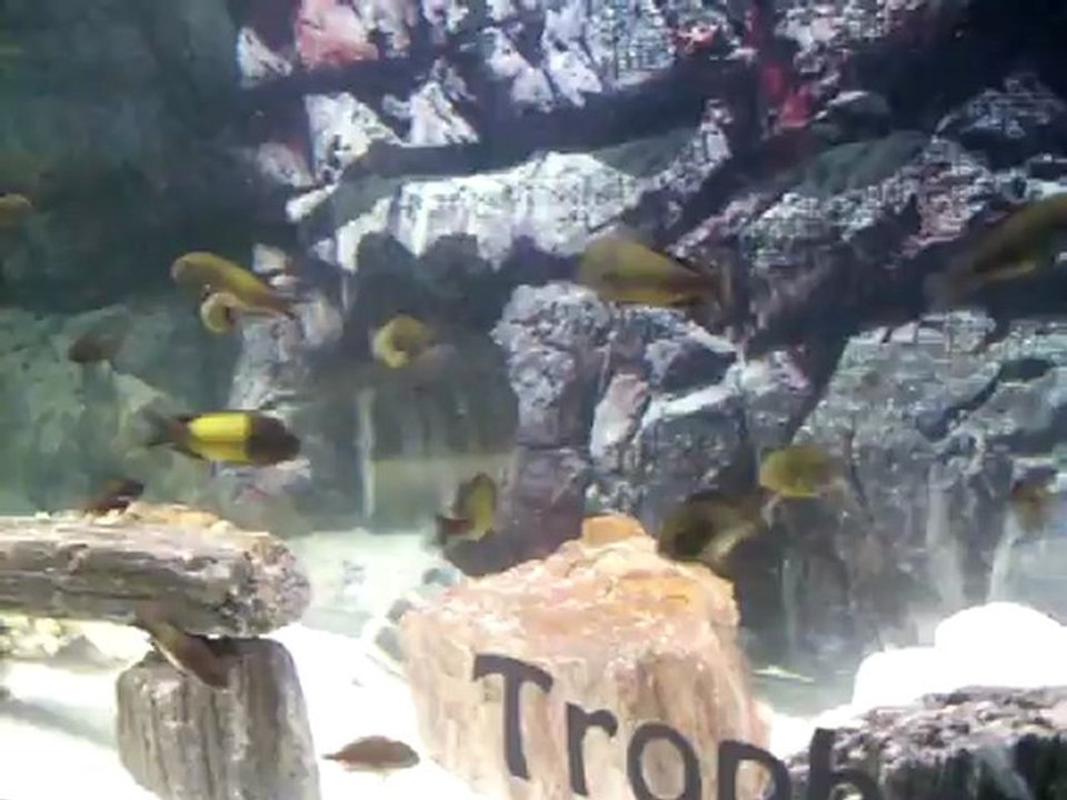 Tropheus İkola Yavru Akvaryumum