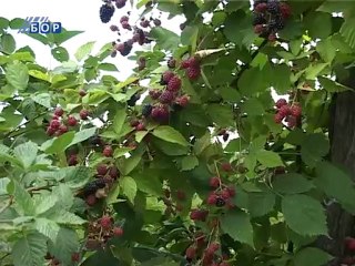 Selo moje, 05. avgust 2012.