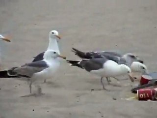 Sahili Boşaltın Martılar Geliyor