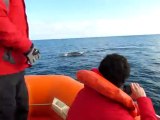 baleines en Argentine