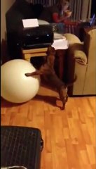 Zoomie Stability Ball Training