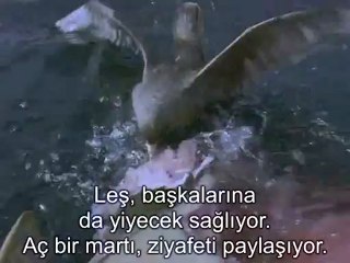 Büyük Beyaz Köpek Balığı 3