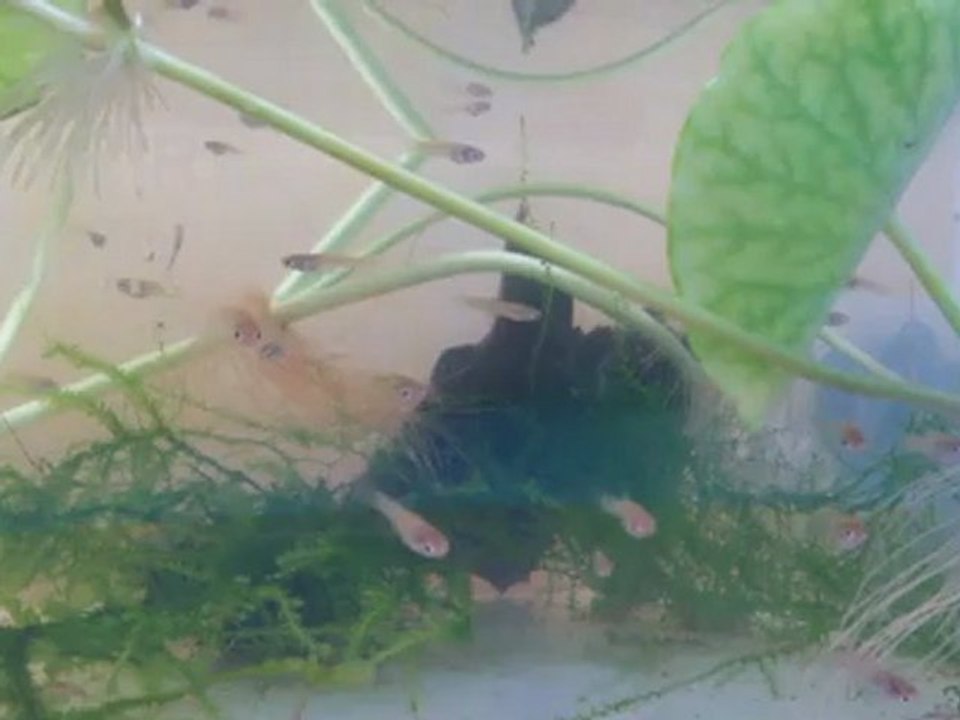 alevin Carupano 2008