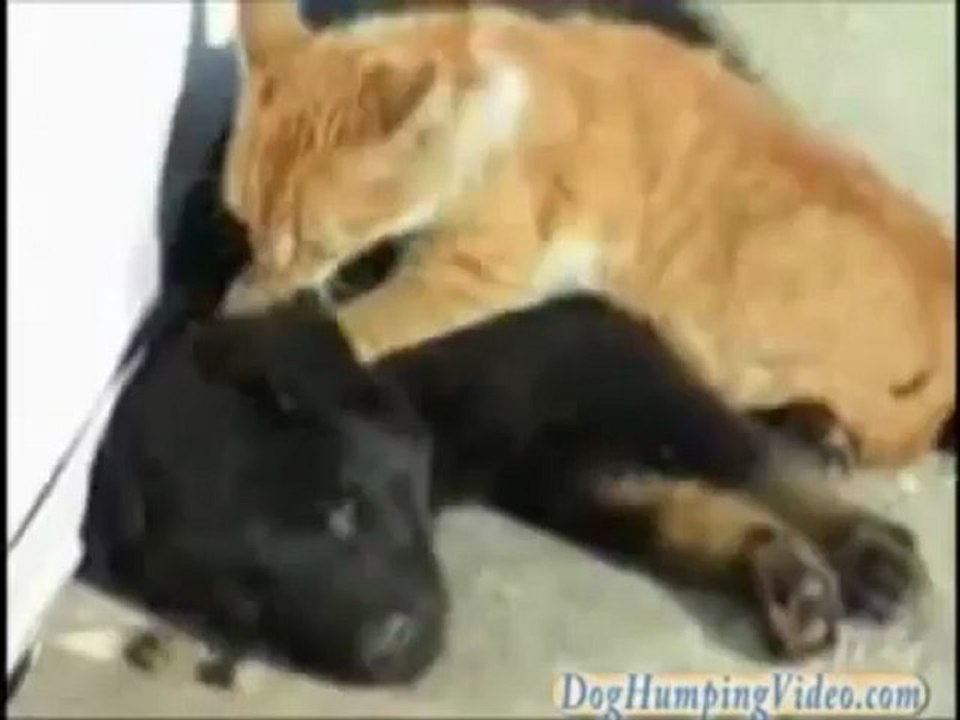 Тайский массаж кота для собаки