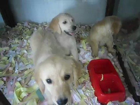 SATILIK GOLDEN RETRİEVER YAVRULARI 0 534 654 12 47