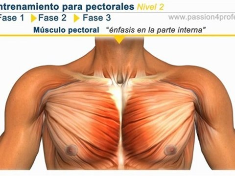 Entrenamiento pectorales Nivel 2