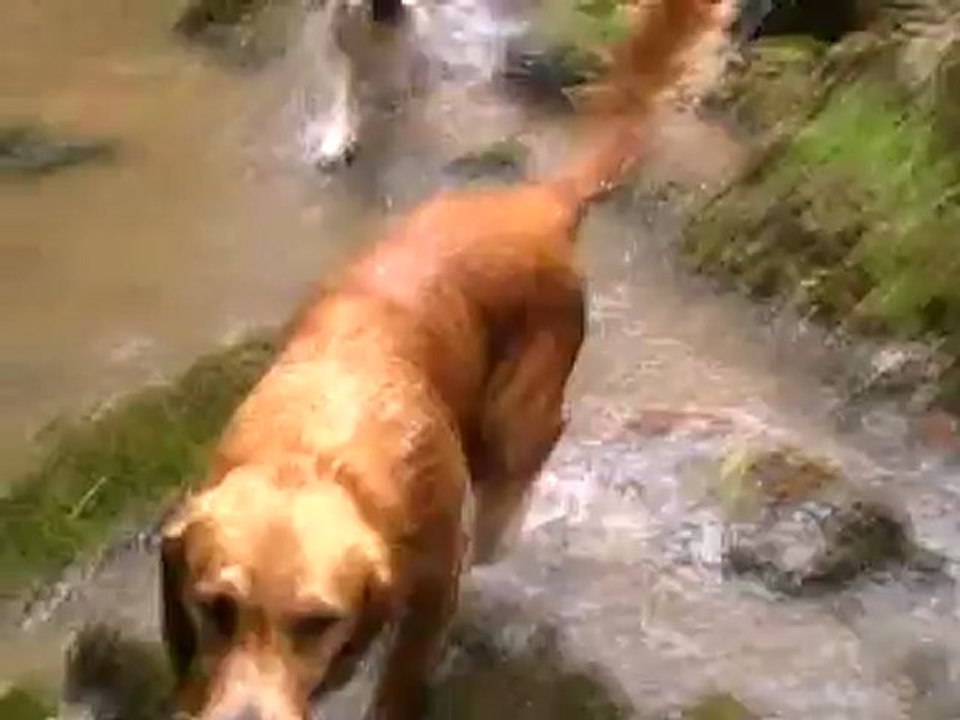 GOLDENS RETRIEVERS