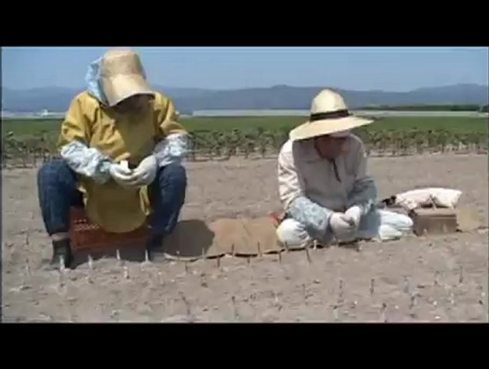 Buddytape T-budding Grafting Stone fruits english grafting Advocado grafting