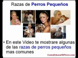 Razas de Perros Pequeños | Perros Chihuahua Bichon Maltes Teckel Salchicha Chiguagua y otros | parte 1