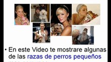 Razas de Perros Pequeños | Perros Chihuahua Bichon Maltes Teckel Salchicha Chiguagua y otros | parte 1