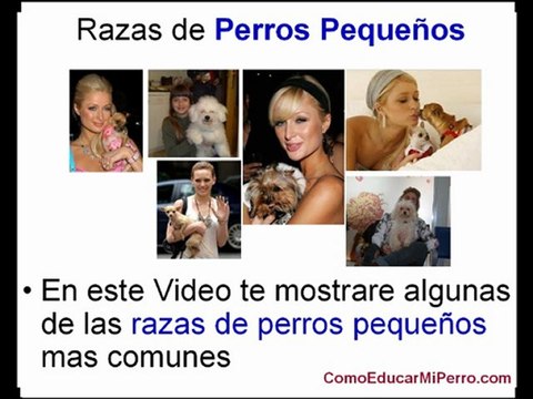 Razas de Perros Pequeños | Perros Chihuahua Bichon Maltes Teckel Salchicha Chiguagua y otros | parte 1
