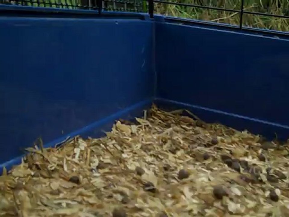 Bébés lapins Plume 1 mois