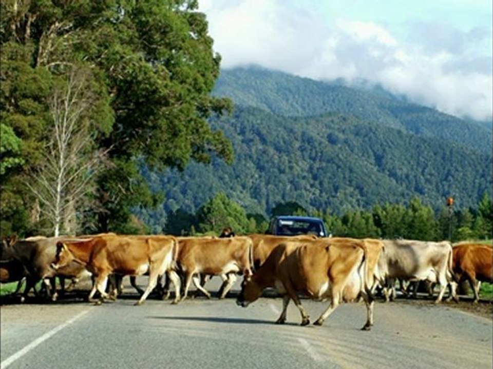 14 Seguridad Vial circulacion animales