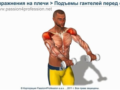 Подъем гантелей перед собой