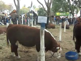 2012-08-05 - Ganaderia (vista en corrales 2)