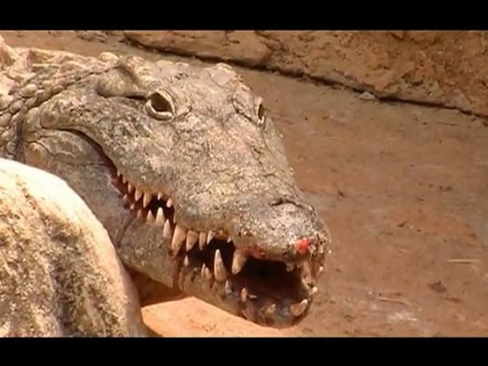 LA FERME AUX CROCODILES