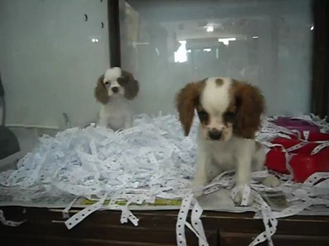 SATILIK CAVALİER KİNG CHARLES YAVRULARI 0 534 654 12 47