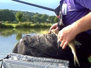 Une partie de pêche avec les chats