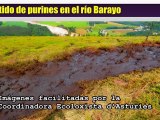 Ecologistas denuncian vertido purines en río Barayo, Navia, Asturias