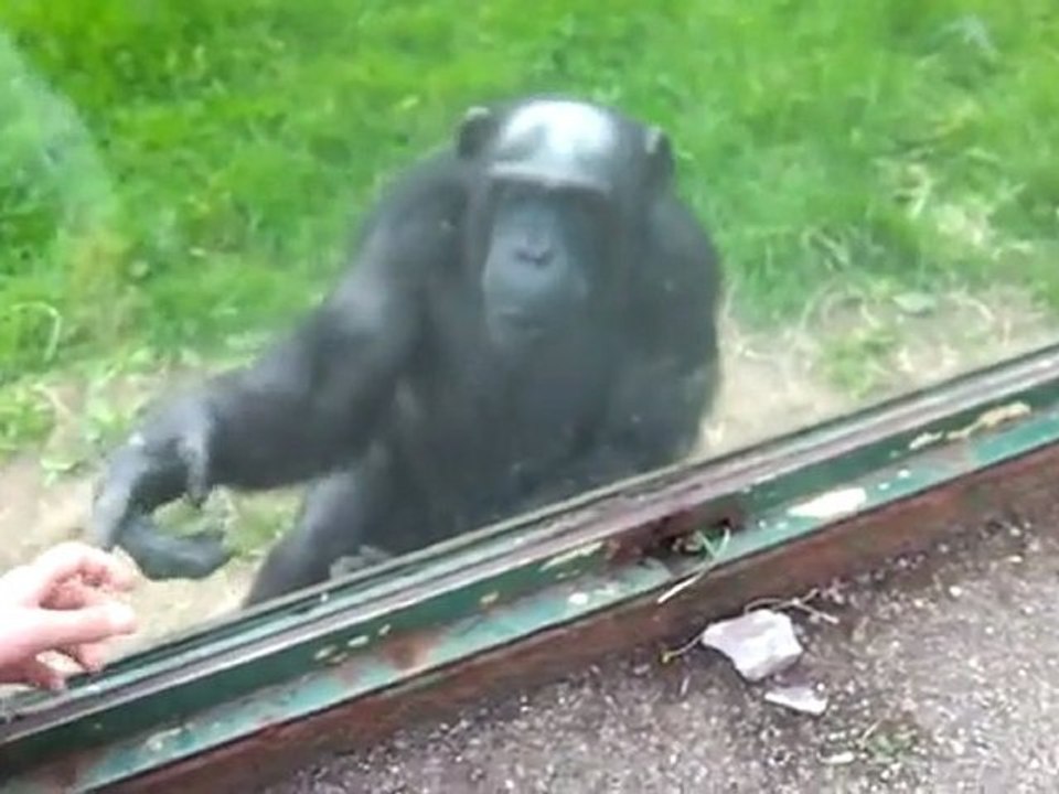 Singe indique la solution pour sortir de sa cage