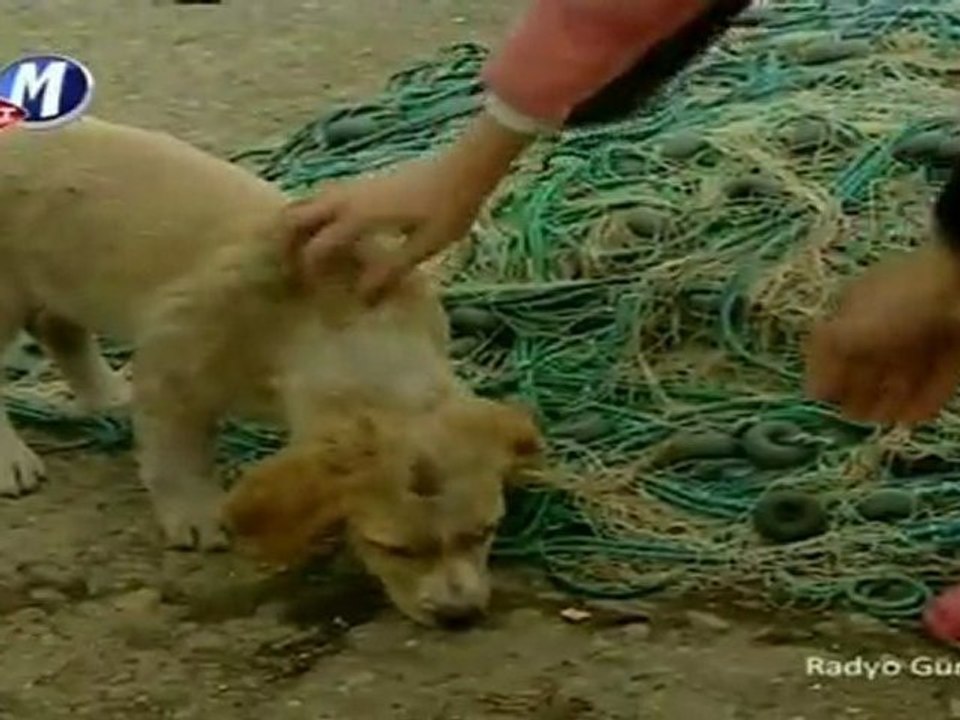 Oy Akşamlar Akşamlar (Nursaç Doğanışık & Oktay Bora Ertuğrul)