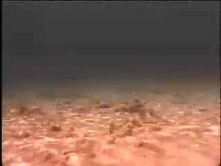 Arrecife Scientifico, Bonaire