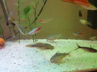 Moscov blue ve yavruları