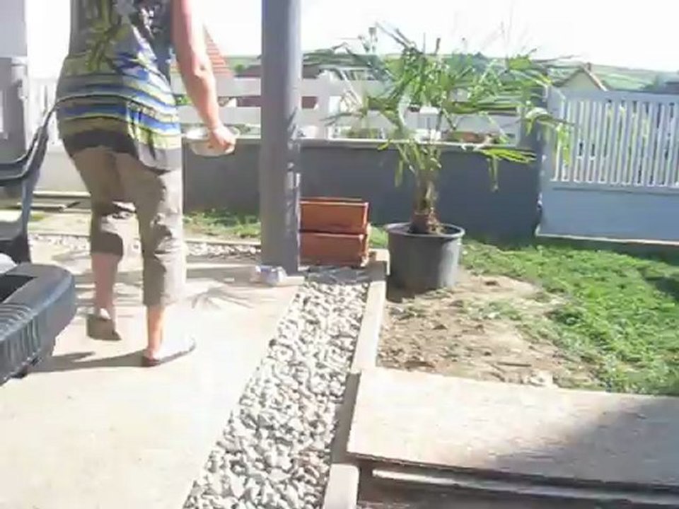 Le repas "croquettes" des chiots