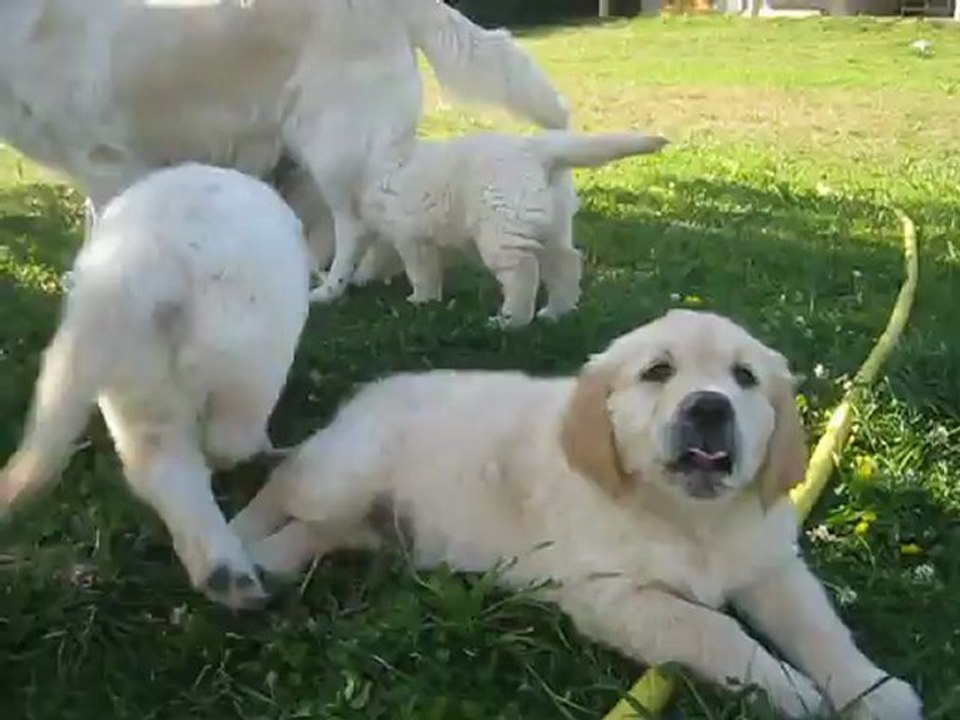 Le repas "lait" des chiots