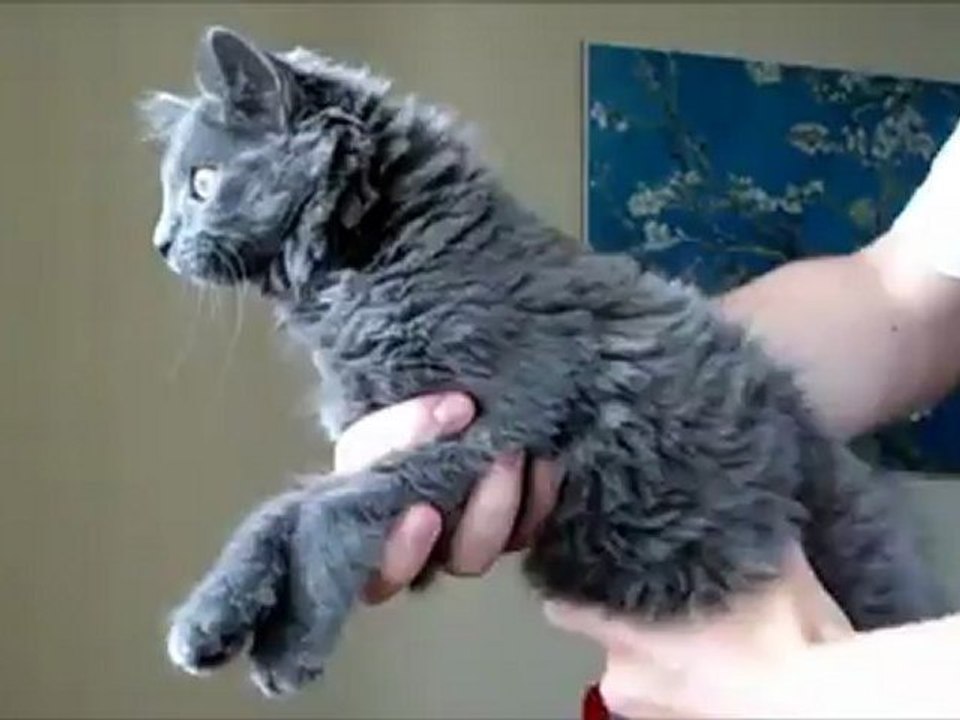 Chat a la tête fixe alors que le corps tourne