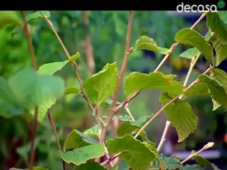 curar_con_plantas_Episodio 11 Arbustos y árboles