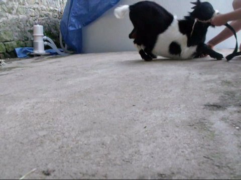 Séance de dressage du 6 aout avec Scrat