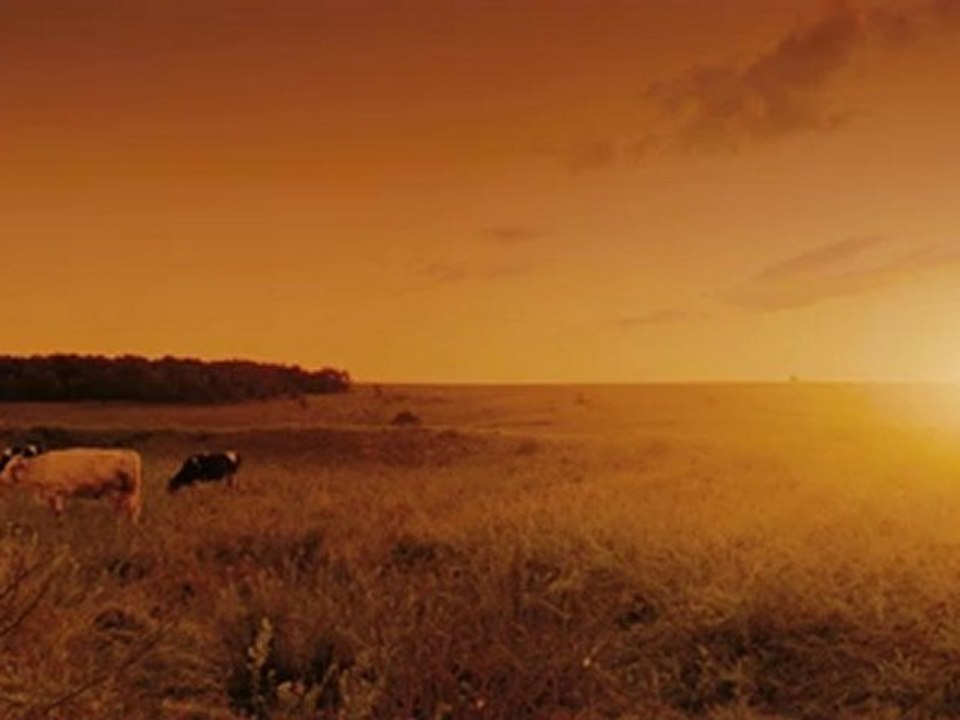 Red Mad Cow - Branded