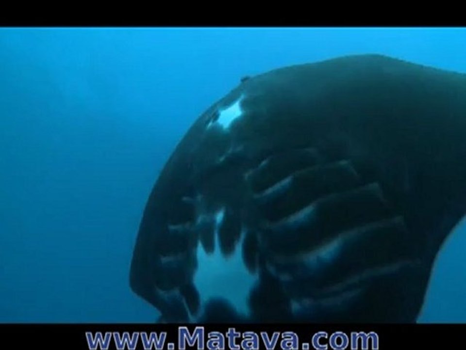 Diving with Manta Rays at Matava, Kadavu, Fiji