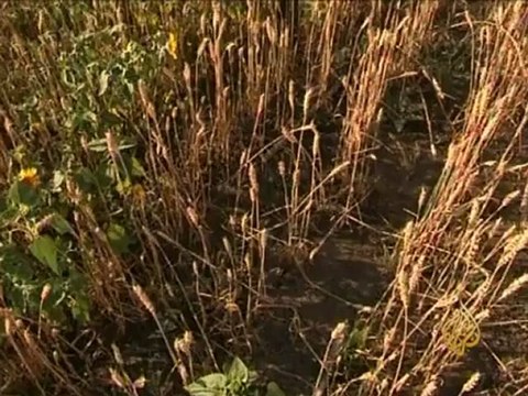 توقع تراجع إنتاج الحبوب في روسيا بسبب الجفاف