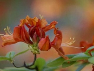 Canon EOS 5D ZMark III