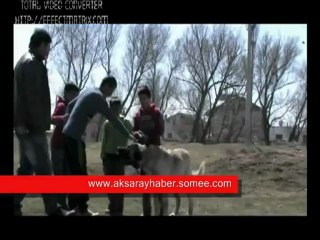 AKSARAY MALAKLISI - MALAKLI KÖPEĞİ RESİMLERİ VİDEO www.aksarayhaber.somee.com