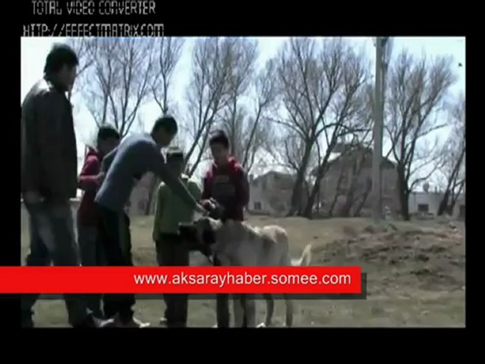 AKSARAY MALAKLISI - MALAKLI KÖPEĞİ RESİMLERİ VİDEO www.aksarayhaber.somee.com