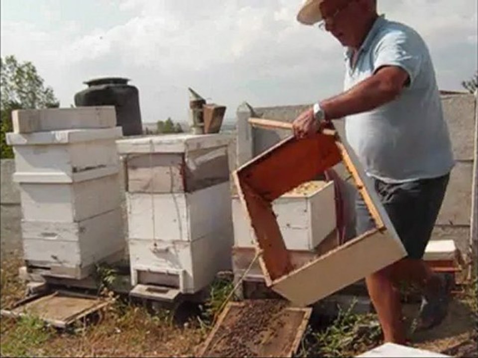 2012 yılı ayçiçek bal hasadı