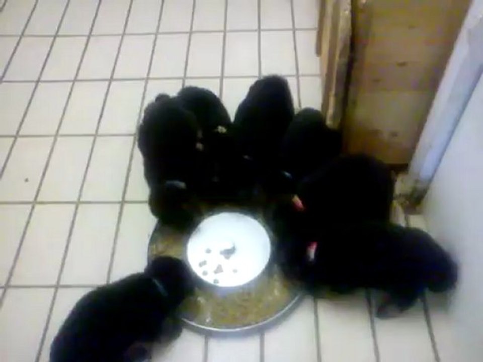 6 juillet chiot baronne  tangka ba poil long