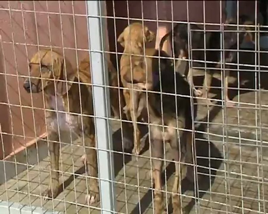 Το σχόλιο του φιλοζωϊκου Φθιώτιδας για το κυνοκ...
