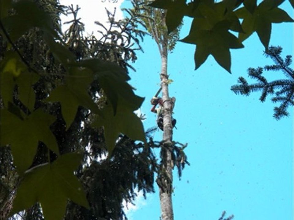 Elagage de 6 peupliers dangereux