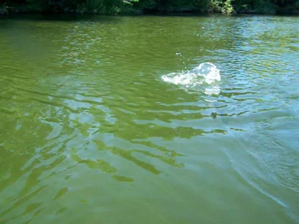 Chevesne au poisson nageur
