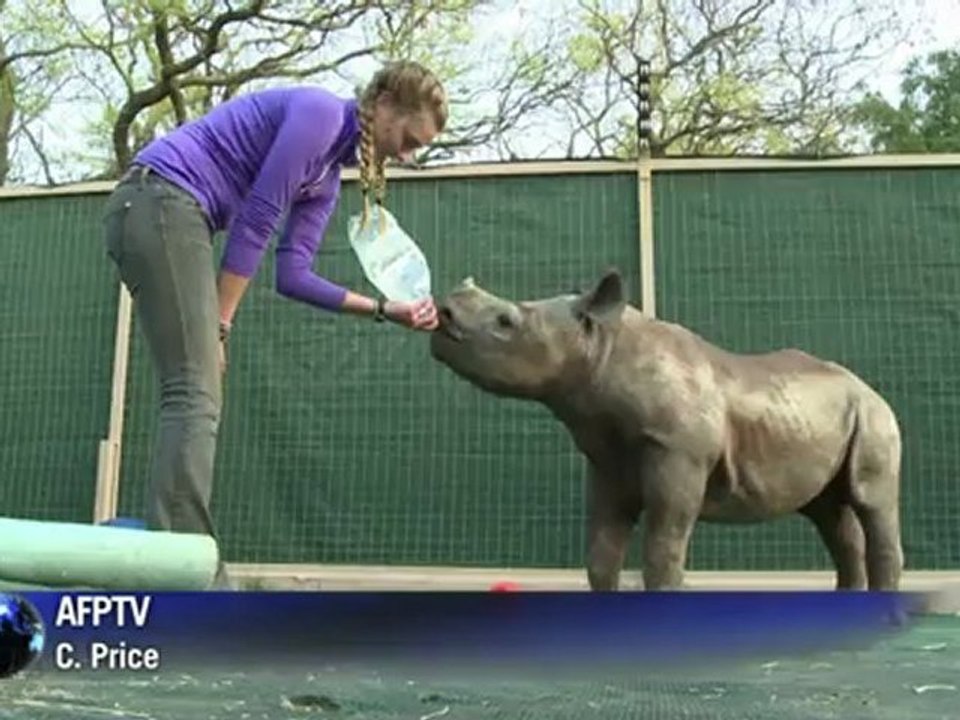 Waisenhaus für Nashorn-Babys in Südafrika