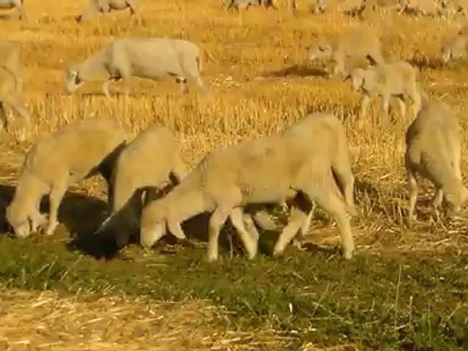 HAZER EMLAK TEL: 0546 851 6657 SATILIK KESİMLİK KUZU SATILIK KASAPLIK KUZU KOÇ, KOYUN, KUZU FİYATLARI, İTHAL KUZU İTHAL KOÇ, İTHAL KOYUN TOKAT URFA KIRKLARELİ SATILIK KUZU, YOZGAT SATILIK DAMIZLIK KOYUN, MANİSA ARDAHAN KARS GİRESUN SATILIK KOÇ DİYARBAKIR