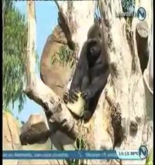 Los animales de Bioparc disfrutan de los helados (verano 2012)