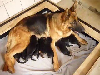 Chiots de Djilo du val d'assango et Enzo de l'acienda del  Matador.