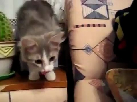 Кот ест кактус